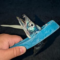 夏のタチウオ狙い